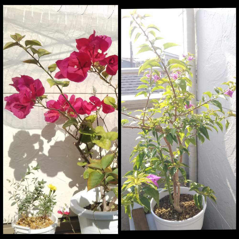 ブーゲンビリアの投稿画像 By Shellyさん バルコニー ベランダ 月11月8日 Greensnap グリーンスナップ Greensnap グリーンスナップ
