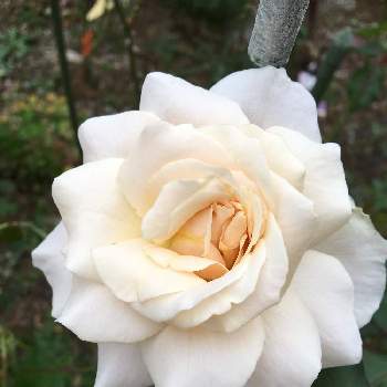 フレンチレース　バラの画像 by クサガメかめこさん | 小さな庭とばら バラ 薔薇とフレンチレース　バラとおうち園芸とバラのタイミング