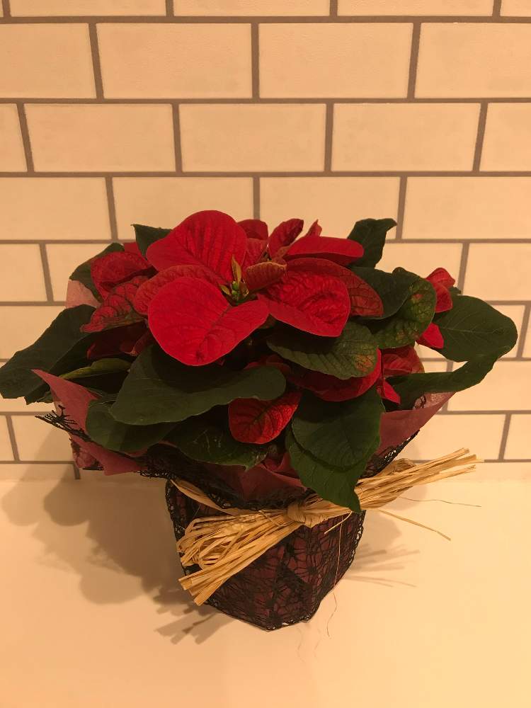 ポインセチアの投稿画像 By Akj 08さん ポインセチアとポインセチア マウスとポインセチア クリスマスマウスとグリーンランドエデン 月11月8日 Greensnap グリーンスナップ