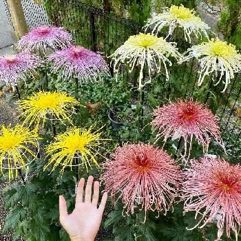 大菊の画像 by こーすけさん | エントランスと大菊とカラフルとおうち園芸とキク科と花のある暮らしと菊の花