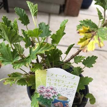 ハーブゼラニウム レモンフィズの投稿画像一覧 Greensnap グリーンスナップ