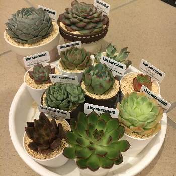 アイスコル 多肉の投稿画像一覧 Greensnap グリーンスナップ