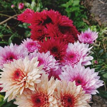 菊(ダンテ)の画像 by ちっちさんさん | 広い庭と菊(ダンテ)と鉢植えと花のある暮らしときくの花