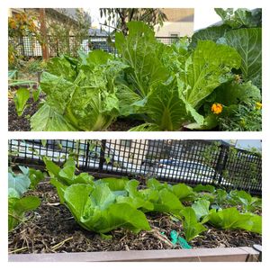 白菜,収穫,実りの秋,冬野菜,おうち園芸の画像