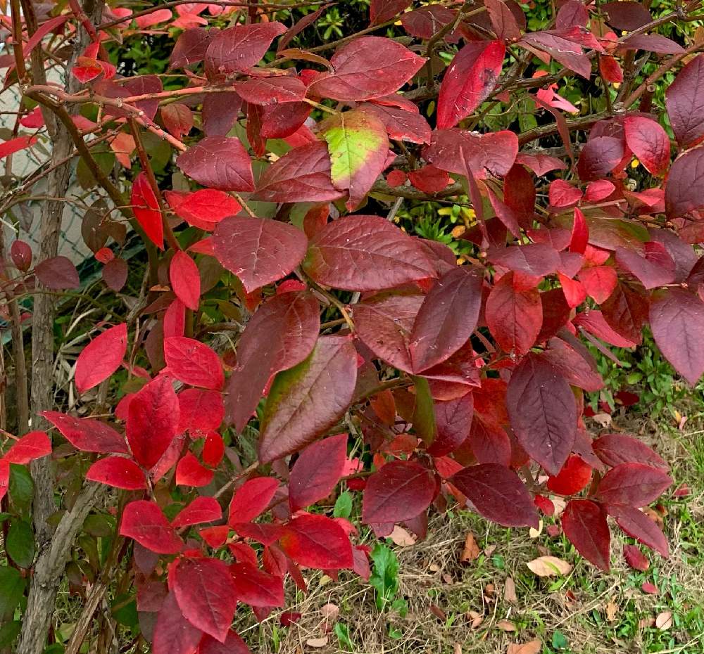 ブルーベリーの投稿画像 By 花美月さん ブルーベリーの葉とガーデニングと自然大好きと真っ赤 とおうち園芸 月11月8日 Greensnap グリーンスナップ