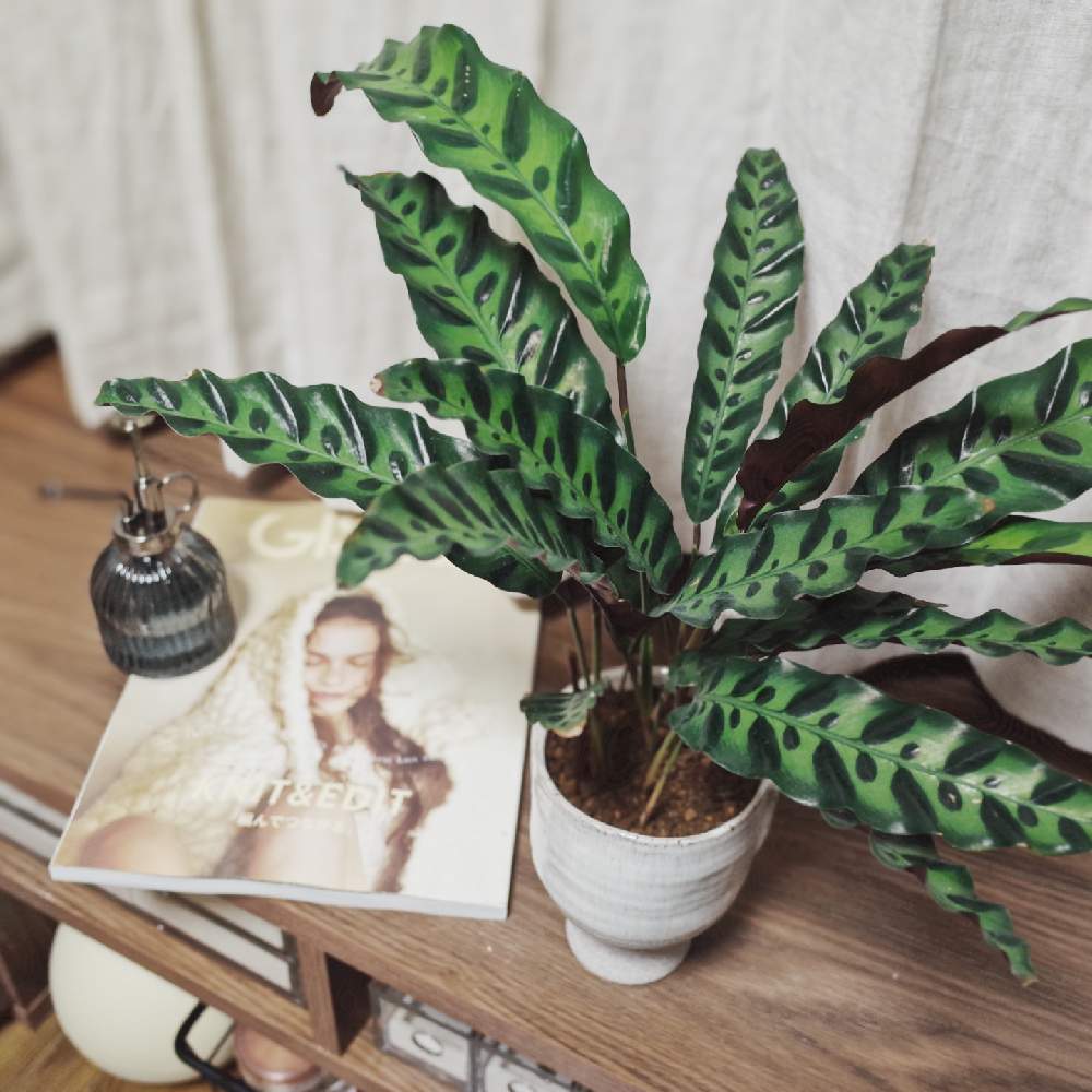 カラテア ランキフォリアの投稿画像 By ヒトムさん カラテア インシグニスとカラテア ランキフォリア と観葉植物と植物のある暮らしとグリーンインテリアとおうち時間と室内とカラテア属と観葉植物のある暮らしとインテリアグリーン 月11月9日 Greensnap