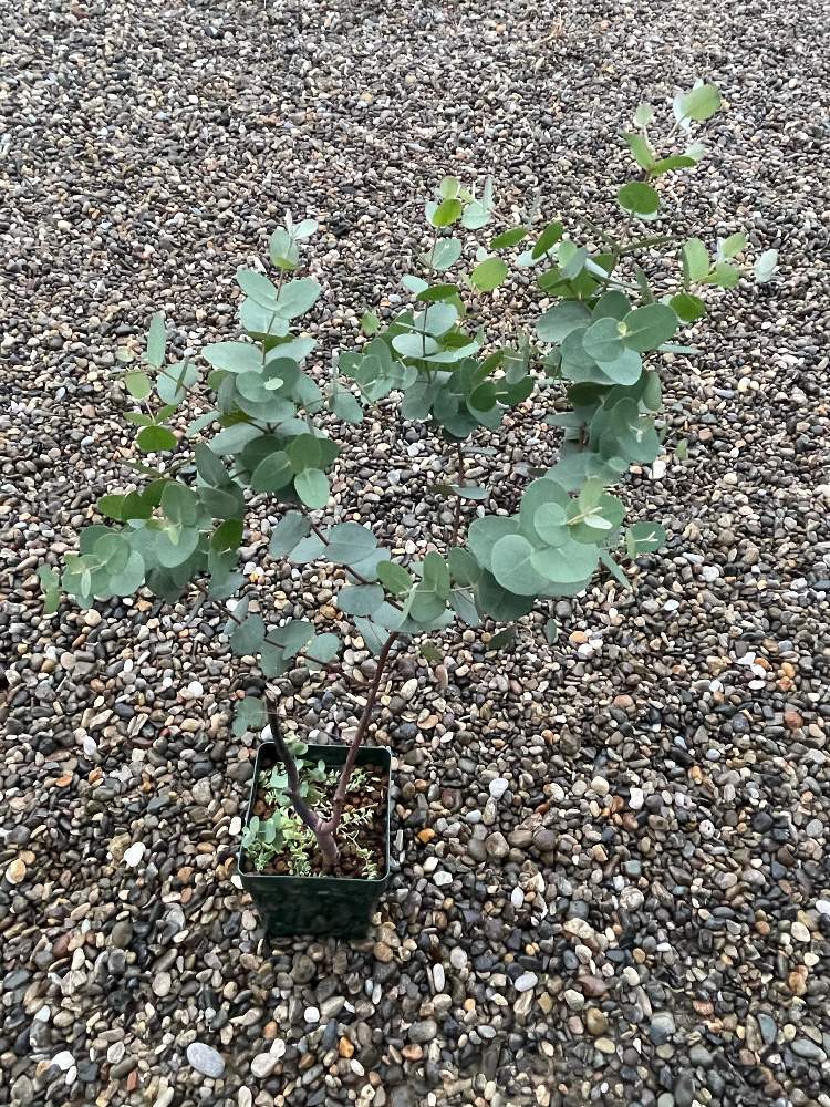 ユーカリ シルバードロップの投稿画像 By Meeさん おうちdeハーブとリース材料とハーブ大好きとわが家のハーブ と癒される とハーブのある暮らしといい香りとシルバーリーフ 月11月9日 Greensnap グリーンスナップ