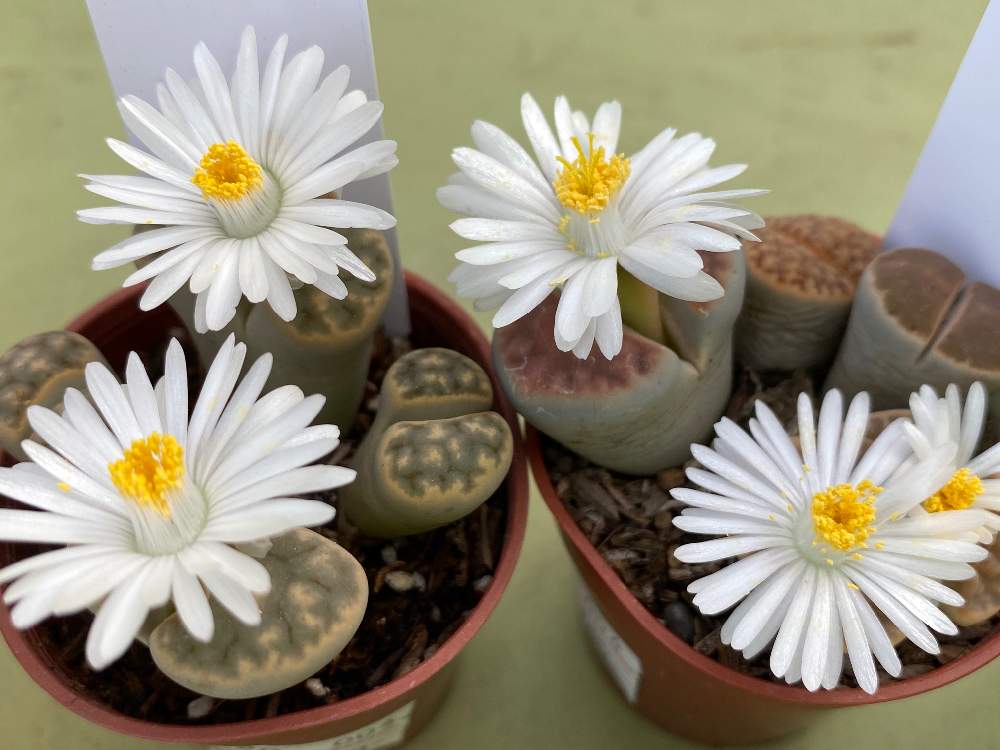 リトープスの投稿画像 By トシさん 多肉植物と家庭と温室で可愛いお花と温室での花と熱帯花木とおうち園芸とビニール温室と季節のお花と サボテンとガーデニング初心者 月11月9日 Greensnap グリーンスナップ