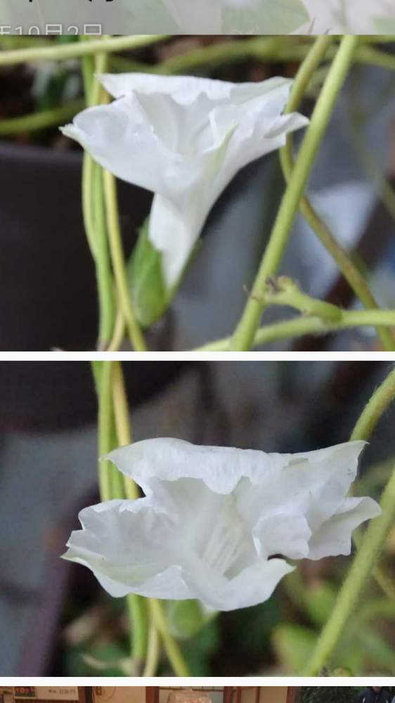 バルコニー/ベランダの画像 by ひで 兄さん | バルコニー/ベランダと種から育てましたと今年も咲いた〜♡と白い朝顔と純白と心が和みます。と花のある暮らしと朝顔観察日記