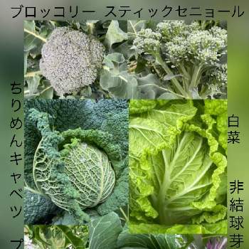 冬野菜たちの投稿画像一覧 Greensnap グリーンスナップ