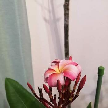 バリ島の投稿画像一覧 Greensnap グリーンスナップ