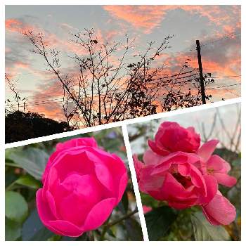 薔薇　アンジェラの画像 by michi!さん | 小さな庭と薔薇　アンジェラと花のある暮らしと小さな庭からと空と雲とミッチの会