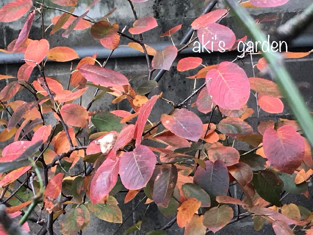 ジューンベリーの投稿画像 By あきさんさん 紅葉 こうよう と実のなる木 月11月9日 Greensnap グリーンスナップ