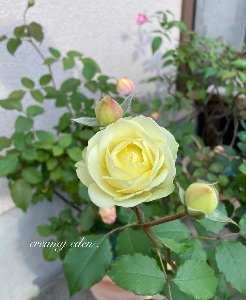 バラ クリーミーエデンの投稿画像 By Hanamizukiさん ばら バラ 薔薇とバラ鉢植えと花のある暮らしとかわいいと薔薇あど 月11月9日 Greensnap グリーンスナップ