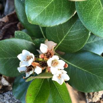 モッコクの花 の投稿画像一覧 Greensnap グリーンスナップ