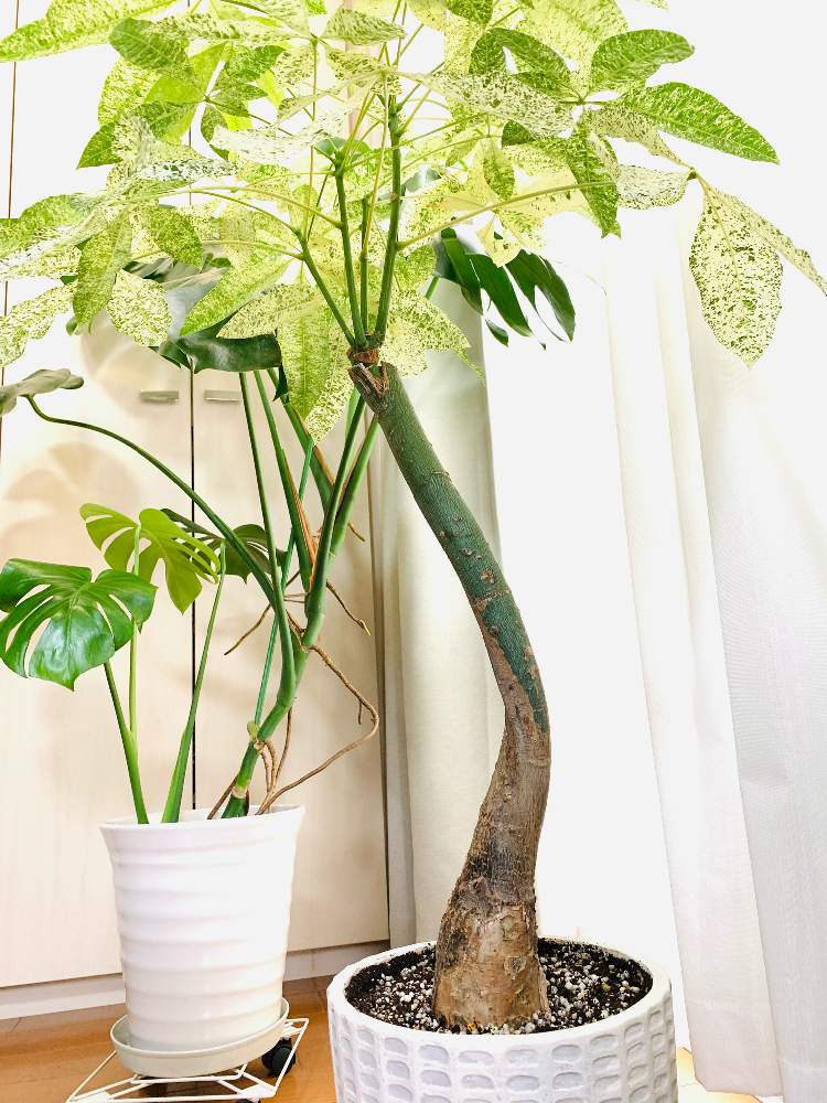 モンステラの投稿画像 By Monstera375さん パキラ ミルキーウェイとモンステラ属とパキラミルキーウェイと観葉植物と葉っぱとパキちゃんと可愛いと パキラとインテリアグリーン 月11月9日 Greensnap グリーンスナップ