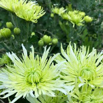 緑の菊の投稿画像一覧 Greensnap グリーンスナップ