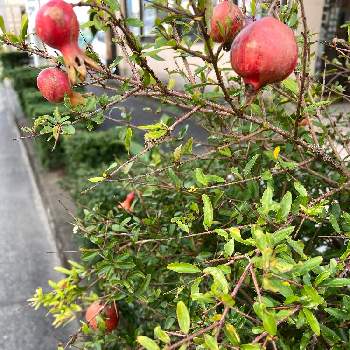 姫ザクロの投稿画像一覧 Greensnap グリーンスナップ