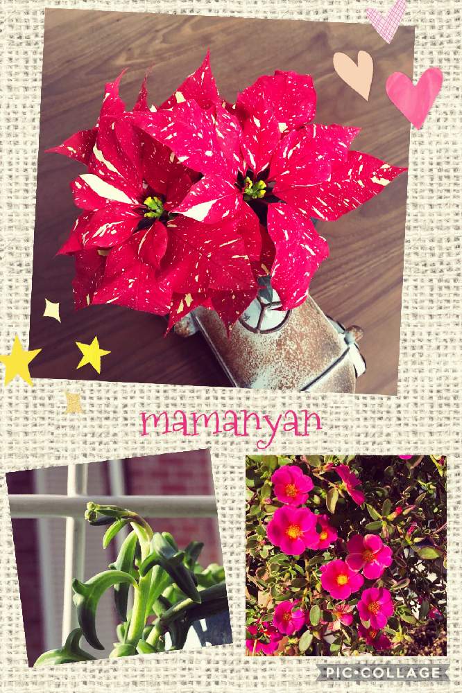 ポインセチアの投稿画像 By Mamanyanさん ポーチュラカマジカルキューティーとドルフィンネックレスの花芽とポインセチア ジングルベルとおうち園芸と鉢植えとgs繋がりに感謝ですと花のある暮らしとコロナ消えろ ビーム 月11月9日 Greensnap グリーンスナップ