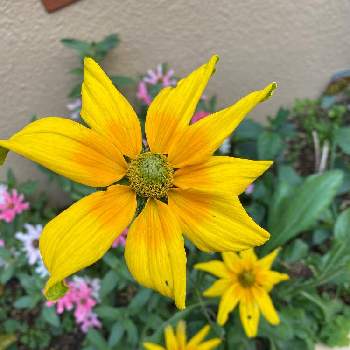 ルドベキア プレーリーサンの投稿画像一覧 Greensnap グリーンスナップ