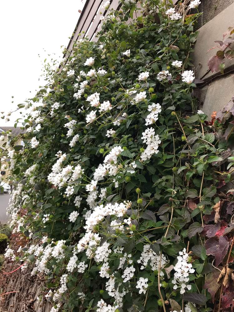 コバノランタナ 白 の投稿画像 By Mamyさん 壁 天井と階段下とガーデンとナチュラルが好きと爽やかと花のある暮らしとノスタルジックとしろいはな と階段下とガーデンとナチュラルが好きと爽やかと花のある暮らしとノスタルジックとしろいはな 月11月9日