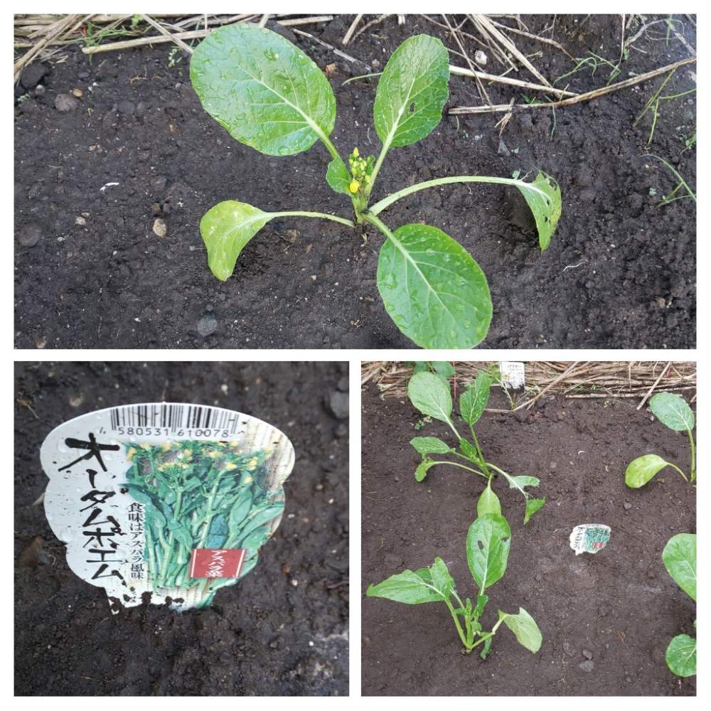 オータムポエムの投稿画像 By パープルさん 葉もの野菜とおうち園芸とおうちde菜園とオータムポエムの苗とアスパラガスの味 月11月9日 Greensnap グリーンスナップ オータムポエムの投稿画像 By パープルさん 葉もの野菜とおうち園芸とおうちde菜園とオータムポエムの苗とアスパラガスの味 月11月9日 Greensnap グリーンスナップ