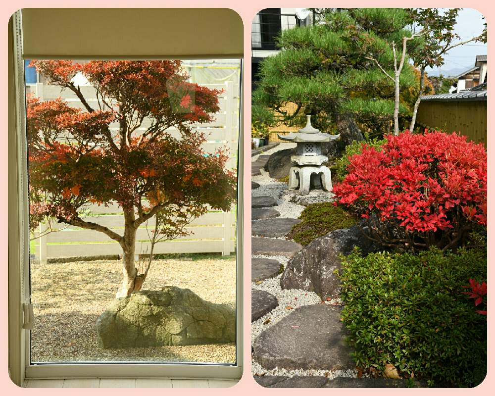 庭木の投稿画像 By Naokichiさん 庭造りと和風の庭 月11月9日 Greensnap グリーンスナップ