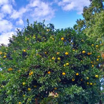 夏みかんの木の投稿画像一覧 Greensnap グリーンスナップ