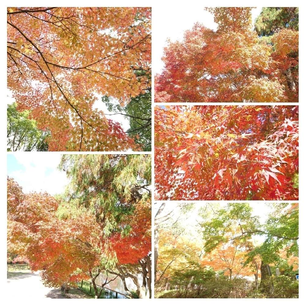 お出かけ先の投稿画像 By さこさん 紅葉 こうよう と下関市 東行庵と紅葉 こうよう と下関市 東行庵 月11月9日 Greensnap グリーンスナップ Greensnap グリーンスナップ