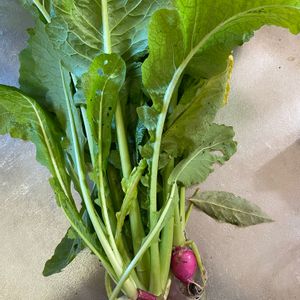 飛騨赤カブ,実りの秋,冬野菜,間引き,おうち園芸の画像