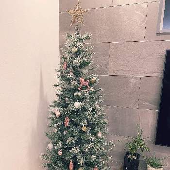 季節モノの画像 by marumi…さん | 部屋とクロトン流星とクリスマスツリー♡とアカベ･ブルーエンペラーとみどりのある暮らしと観葉植物とグリーン！グリーン！グリーン！といつもありがとう♡と癒し効果と冬支度と感謝✨と❤️いいね、ありがとうとリビングとクリスマスと季節モノ