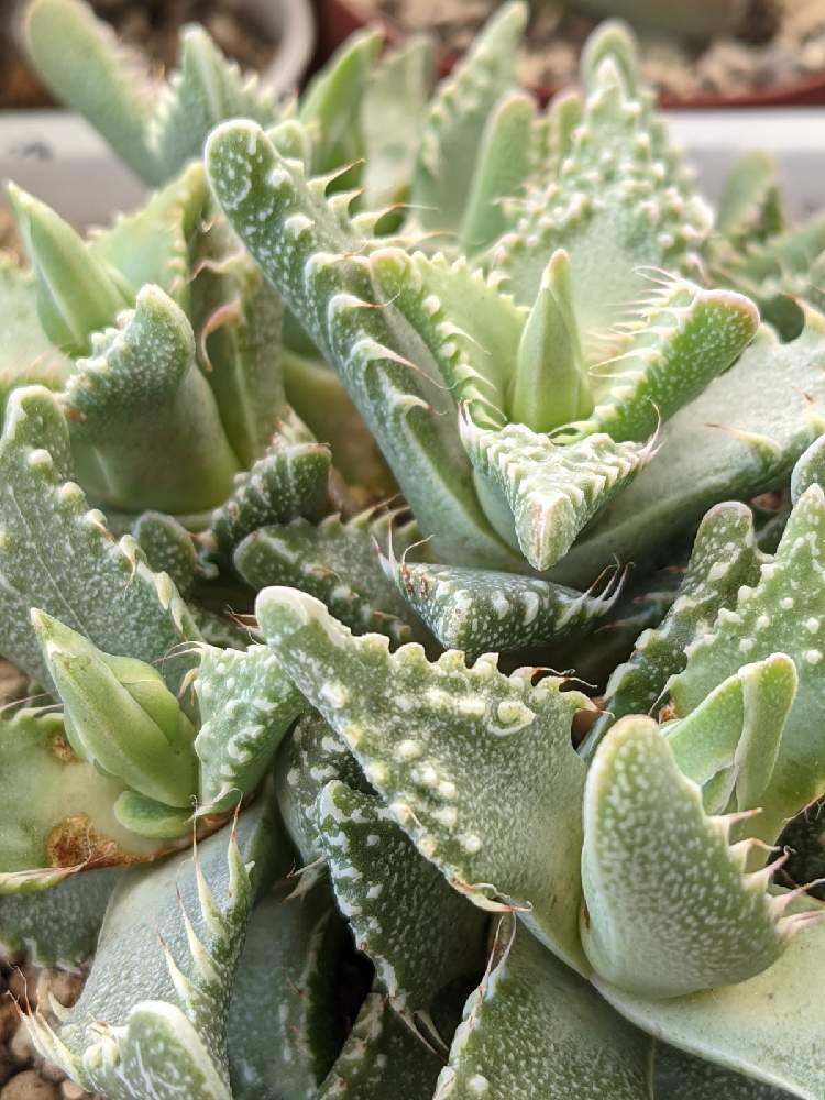 フォーカリアの投稿画像 By みーぽんさん 多肉植物と多肉女子とおうち園芸 月11月9日 Greensnap グリーンスナップ