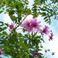 皇帝ダリアの画像