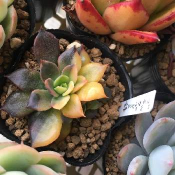 グリーン系激安正規品 多肉植物 ブラックプリンス錦 植物 観葉植物 インテリア 住まい 小物グリーン系 9 999 Thepegeek Com