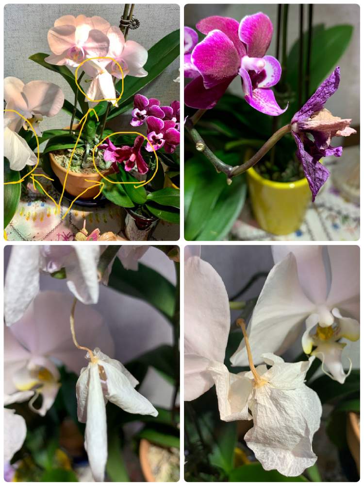 胡蝶蘭の投稿画像 By にぬさん 開花と開花中と洋ラン栽培と洋蘭管理と人工授粉と洋ランと赤い花と花のある暮らしと白い花と洋ラン栽培奮闘記 月11月9日 Greensnap グリーンスナップ