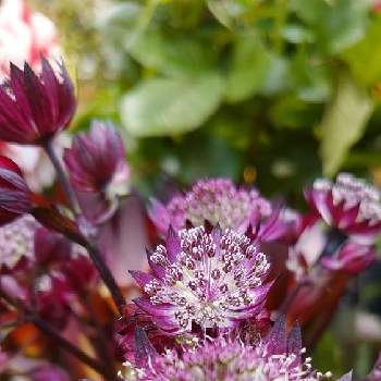 アストランチャの投稿画像一覧 Greensnap グリーンスナップ