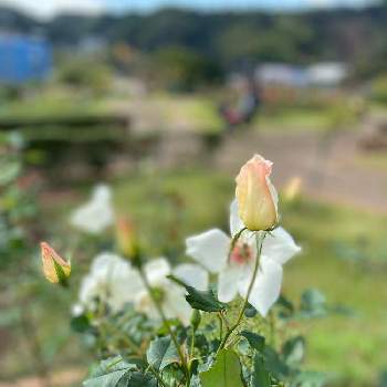 島田市ばらの丘公園の画像 by momohanaさん | お出かけ先と薔薇♪と花のある暮らしと島田市ばらの丘公園