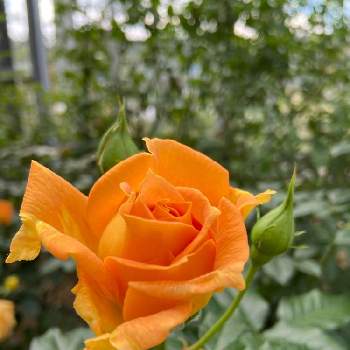 島田市ばらの丘公園の画像 by momohanaさん | お出かけ先と薔薇♪と花のある暮らしと島田市ばらの丘公園