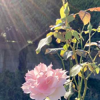 ザウェッジウッドローズ バラの画像 by レイニーブルーさん | 小さな庭とHTCとキュンキュン乙女倶楽部とばら バラ 薔薇と薔薇愛同盟とバラのある暮らしと2020RainyBlueGardenバラと月曜日にはバラをとGSでバラ園とザウェッジウッドローズ バラと花のある暮らしと薔薇♪と花が好きとバラを楽しむと優しい気持ち