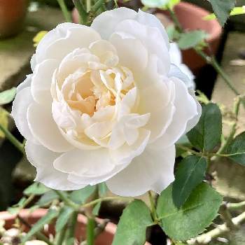ステファニー グッテンベルグの画像 by レイニーブルーさん | 小さな庭とHTCとキュンキュン乙女倶楽部とステファニー グッテンベルグとばら バラ 薔薇と薔薇愛同盟とバラのある暮らしと2020RainyBlueGardenバラと月曜日にはバラをとGSでバラ園と花のある暮らしと薔薇♪と花が好きとバラを楽しむと優しい気持ち