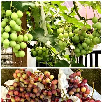 ブドウ棚の投稿画像一覧 Greensnap グリーンスナップ