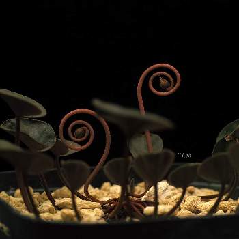 Cyclamenの画像 by タカさん | バルコニー/ベランダとCyclamen intaminatumと美しすぎる猫背とSIGMA dp3mとCyclamenとそれでも花は咲くとインタミナタムと原種    シクラメンとFoveon