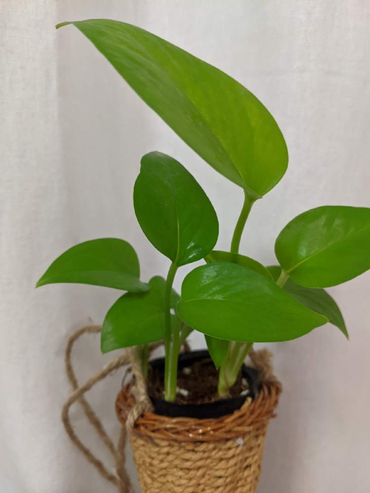 ポトスの投稿画像 By Kjozkさん ハンギングと3coins 月11月9日 Greensnap グリーンスナップ