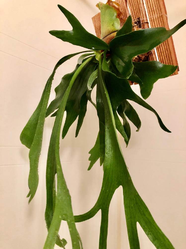 着生植物の投稿画像 By Maromocoさん コウモリラン とコウモリラン アルシコルネとビカク中毒と着生と ビカクシダとビザール プランツと ビカクシダ板付と植中毒とコウモリラン初心者とビカクシダ初心者とビカクの板付けとシダ植物と珍奇植物と珍奇植物好きとビカクシダ