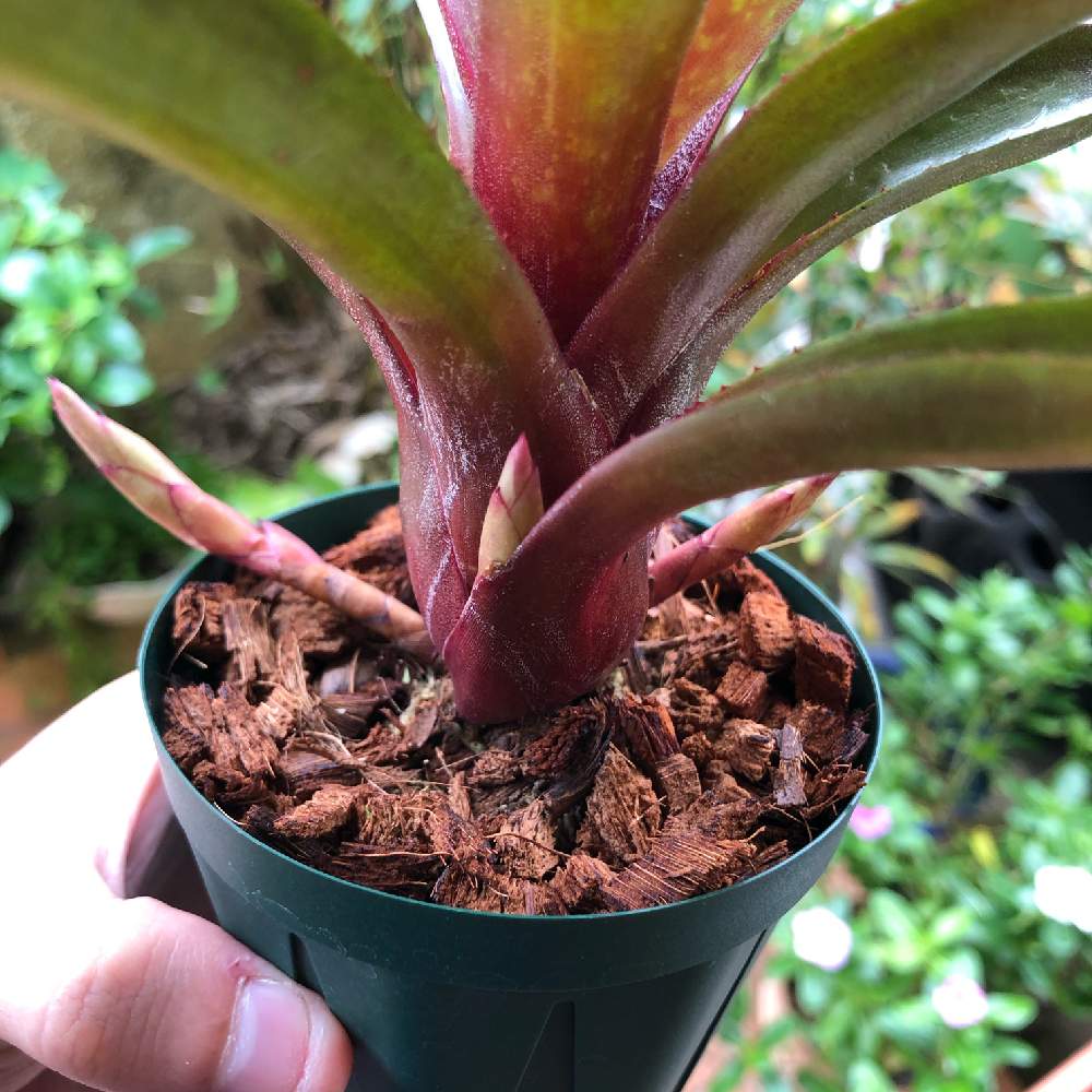 ネオレゲリア 不明種の投稿画像 By オキライムさん 着生植物と水苔とブロメリアとネオレゲリアと鉢植え 月11月9日 Greensnap グリーンスナップ