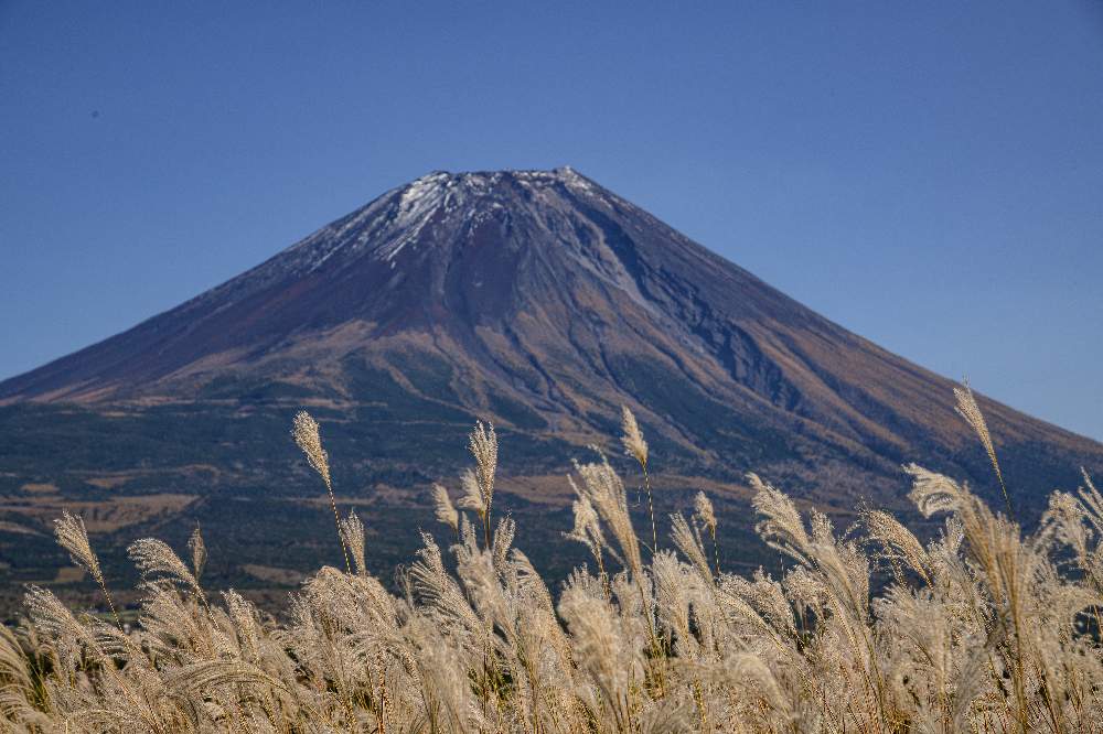 ススキの投稿画像 By ひろさんさん 富士山とコラボと富士山とススキ 月11月10日 Greensnap グリーンスナップ