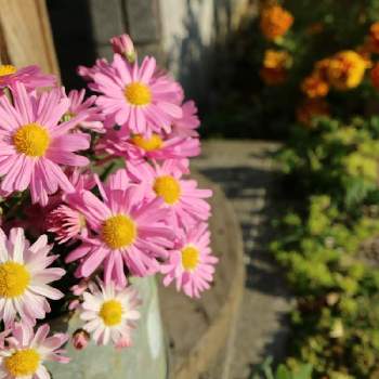 庭摘みの花の画像 by ミルキーさん | 小さな庭とキクと庭摘みの花と自己満足と朝日を浴びてと花のある暮らしと毎年咲いてくれてありがとう