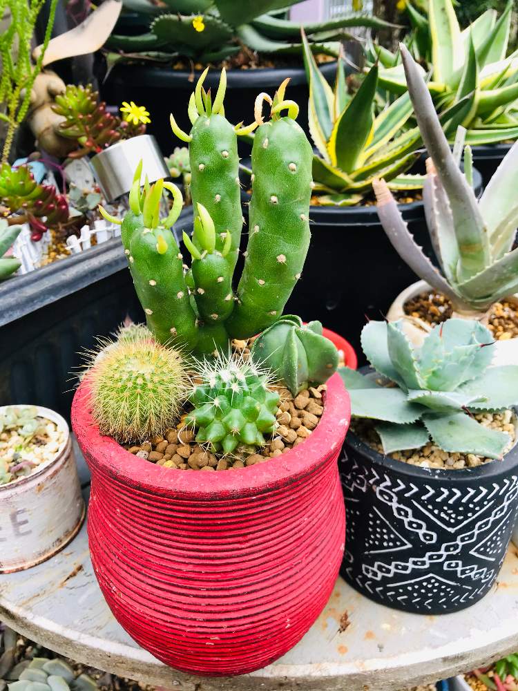 将軍の投稿画像 By Masayukiさん 多肉植物とお洒落とサボテン と嬉しいと元気 と多肉植物のある暮らしとひさ産とありがと と繋がりに感謝 とアガベ属 月11月10日 Greensnap グリーンスナップ