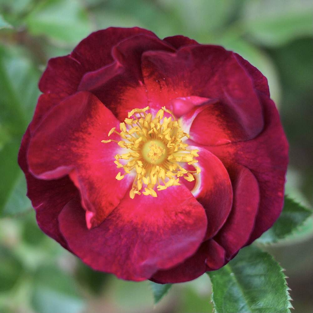 バラの投稿画像 By あつぼんさん 薔薇と赤い花と秋の花とばら バラ 薔薇 月11月10日 Greensnap グリーンスナップ