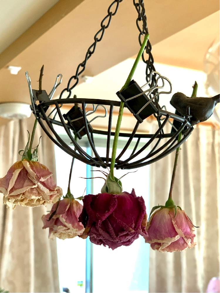 秋バラ の投稿画像 By Miyaouさん ドライフラワーとバラの家とおうち園芸とベンウェザースタッフとシャルルドゴール 薔薇とバラの花 月11月10日 Greensnap グリーンスナップ